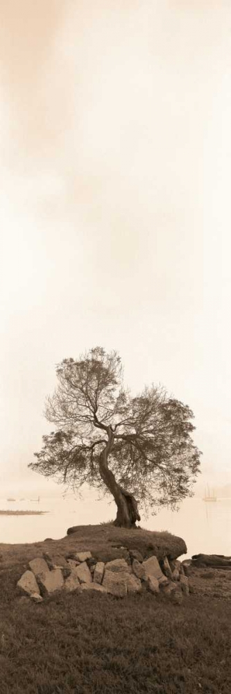 Art Print: Coast Oak