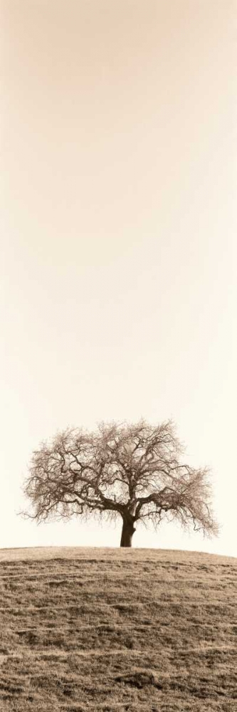 Art Print: Lone Oak Tree