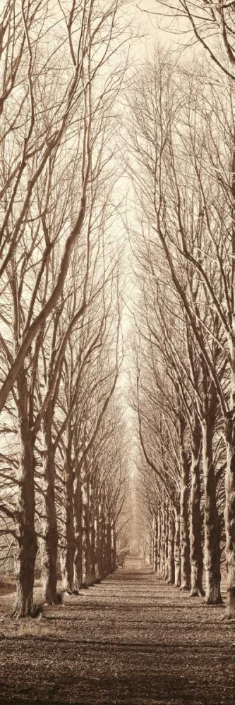 Art Print: Poplar Trees