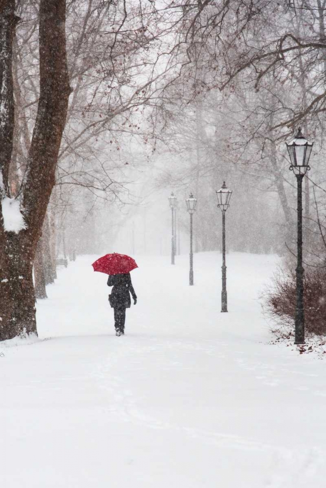 Wall art: Winter Rose, by Corso, Stefano