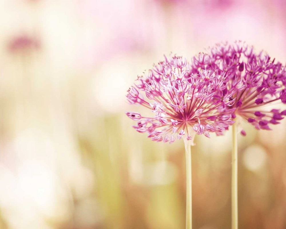 Wall Art Painting id:13675, Name: Bloom, Artist: Cochrane, Carolyn