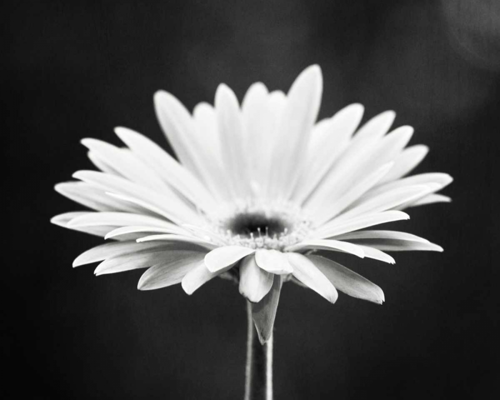 Wall Art Painting id:13679, Name: Daisy, Artist: Cochrane, Carolyn