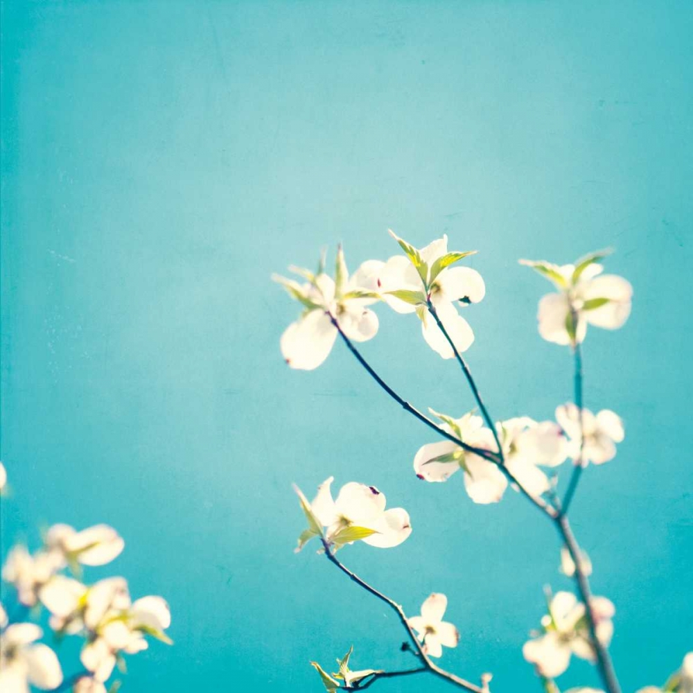 Wall Art Painting id:13680, Name: Delicate, Artist: Cochrane, Carolyn