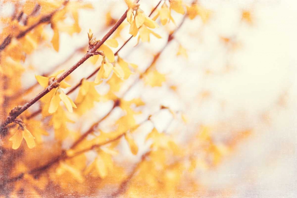 Wall Art Painting id:13686, Name: In the Beginning, Artist: Cochrane, Carolyn