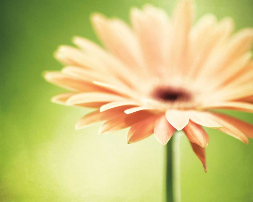 Wall Art Painting id:13688, Name: Joyful, Artist: Cochrane, Carolyn