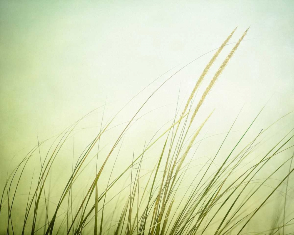 Wall Art Painting id:13689, Name: Just Breathe, Artist: Cochrane, Carolyn