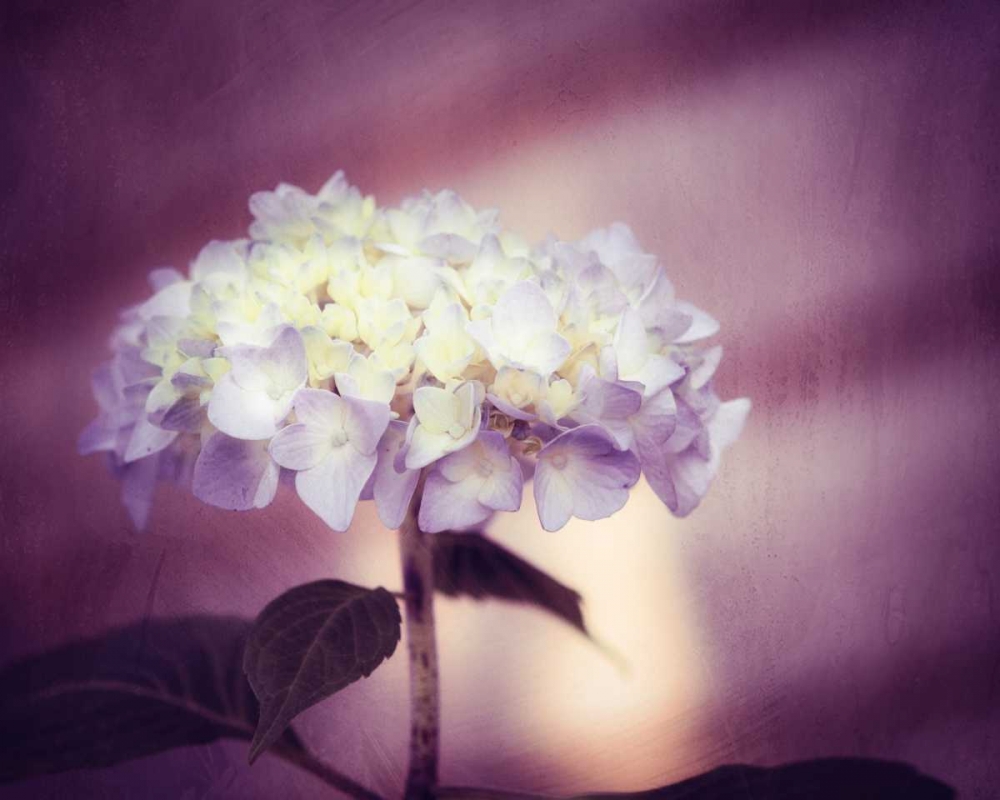 Wall Art Painting id:13698, Name: Regal, Artist: Cochrane, Carolyn