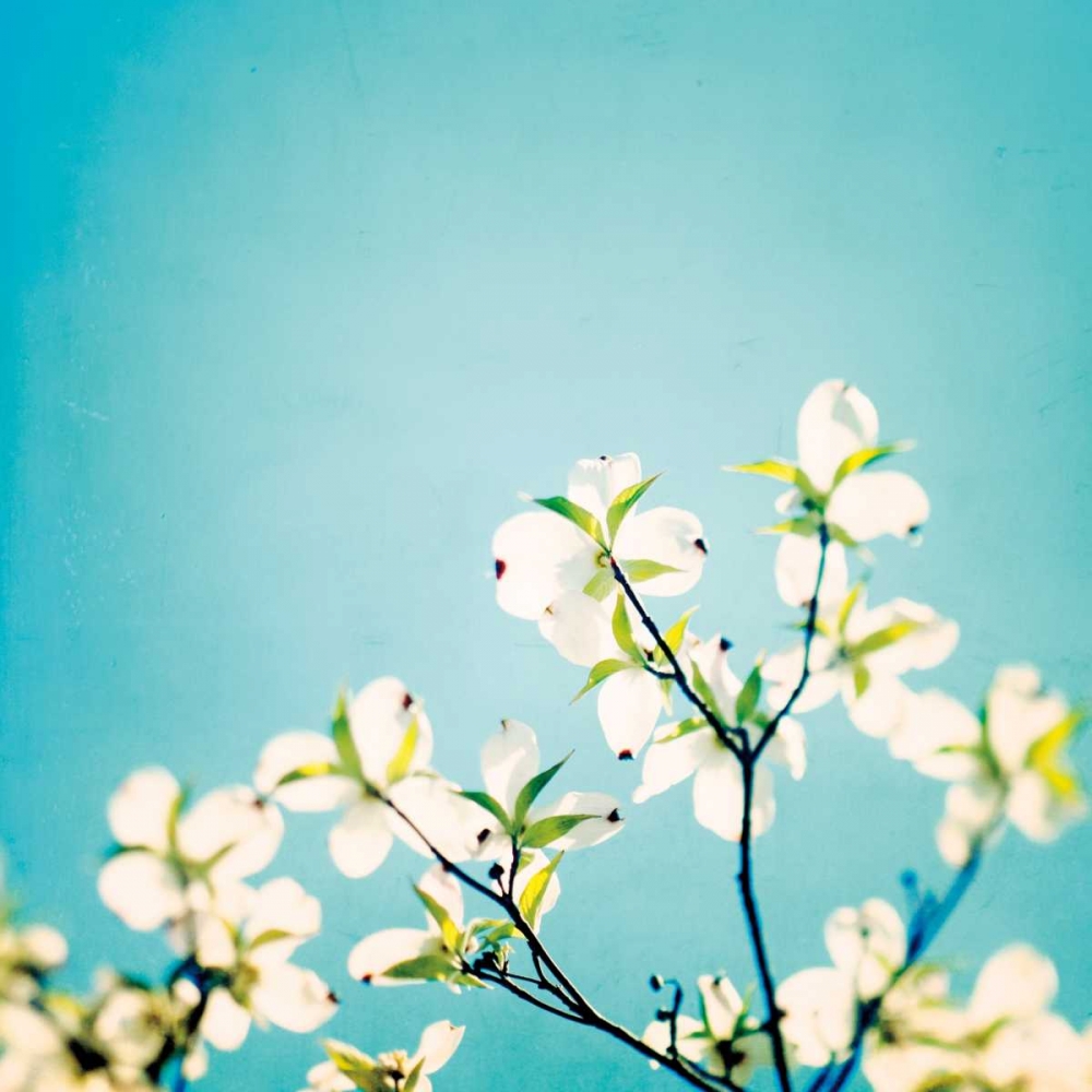 Wall Art Painting id:13705, Name: Skies of Blue, Artist: Cochrane, Carolyn