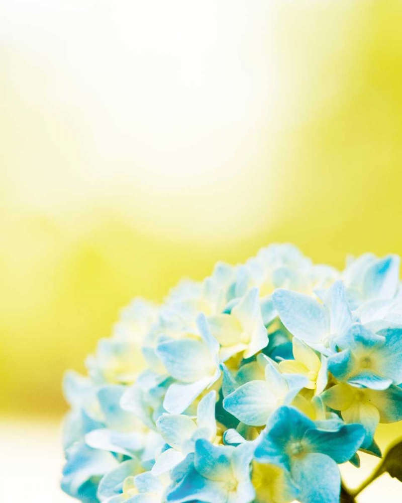 Wall Art Painting id:32768, Name: Hydrangea, Artist: Cochrane, Carolyn