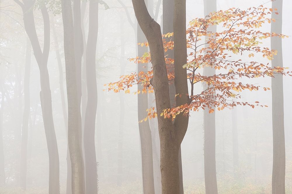 Art Print: Arnhem Park Zypendaal