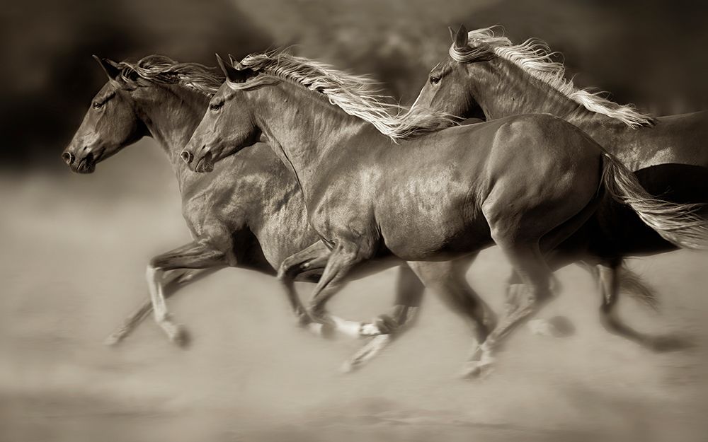 Wall Art Painting id:488900, Name: Wind Runners, Artist: Dearing, Lisa