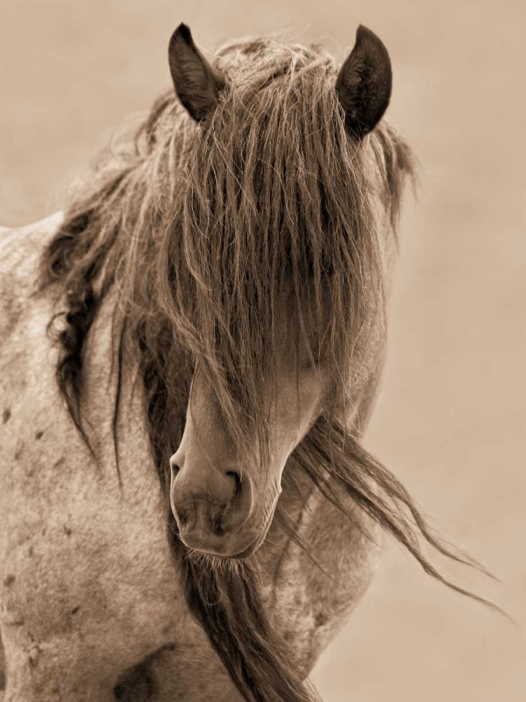 Wall Art Painting id:14841, Name: Freedom, Artist: Dearing, Lisa