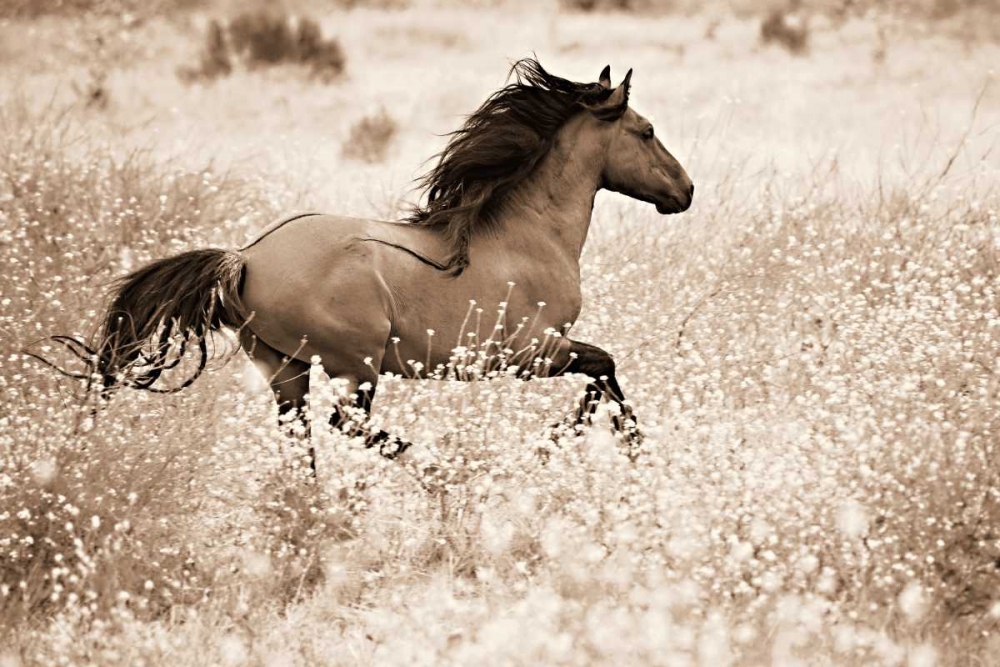 Wall Art Painting id:14844, Name: Running Free, Artist: Dearing, Lisa