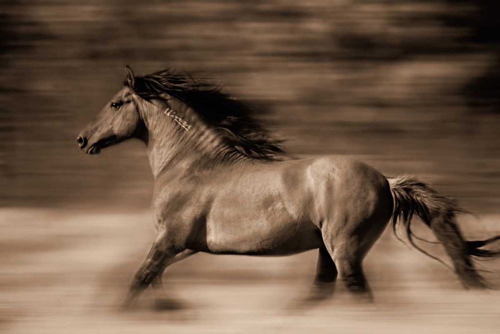 Wall Art Painting id:14846, Name: Wind Runner, Artist: Dearing, Lisa