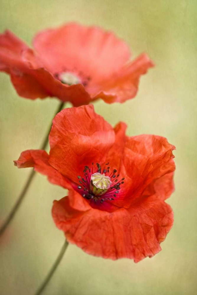 Art Print: Papaver Passion