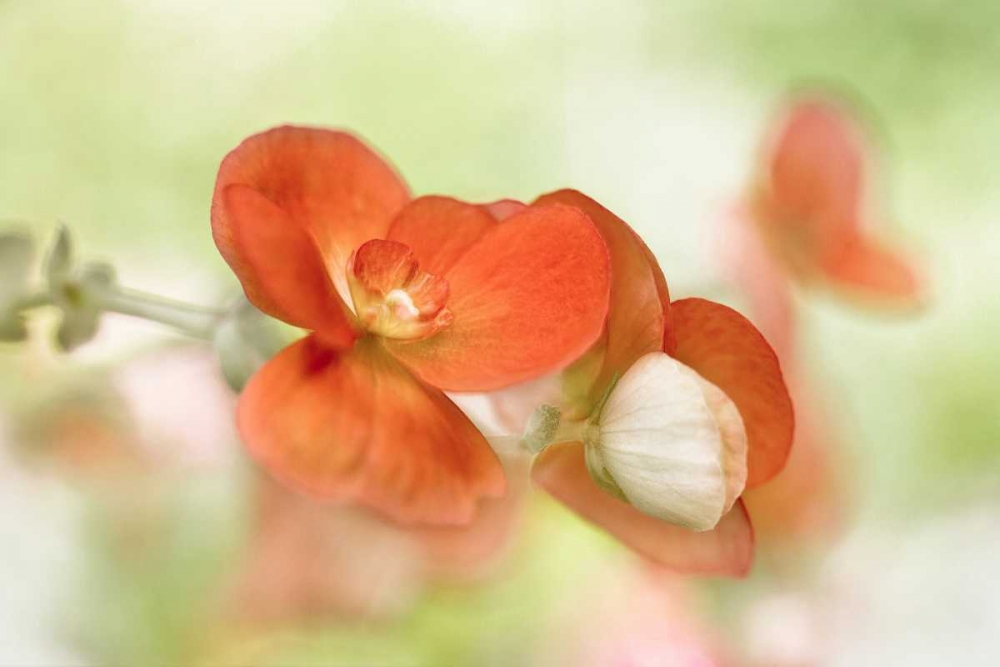 Art Print: Summer Glow