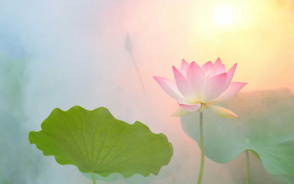 Wall art: Serenity, by Farzad, Bahman