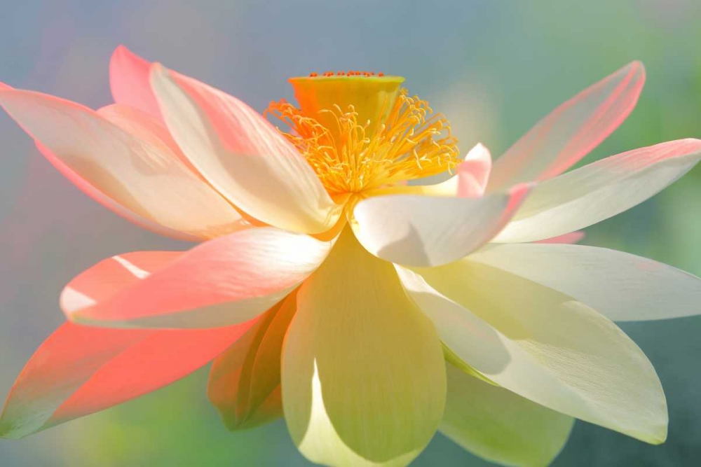 Wall art: Dancing Queen, by Farzad, Bahman