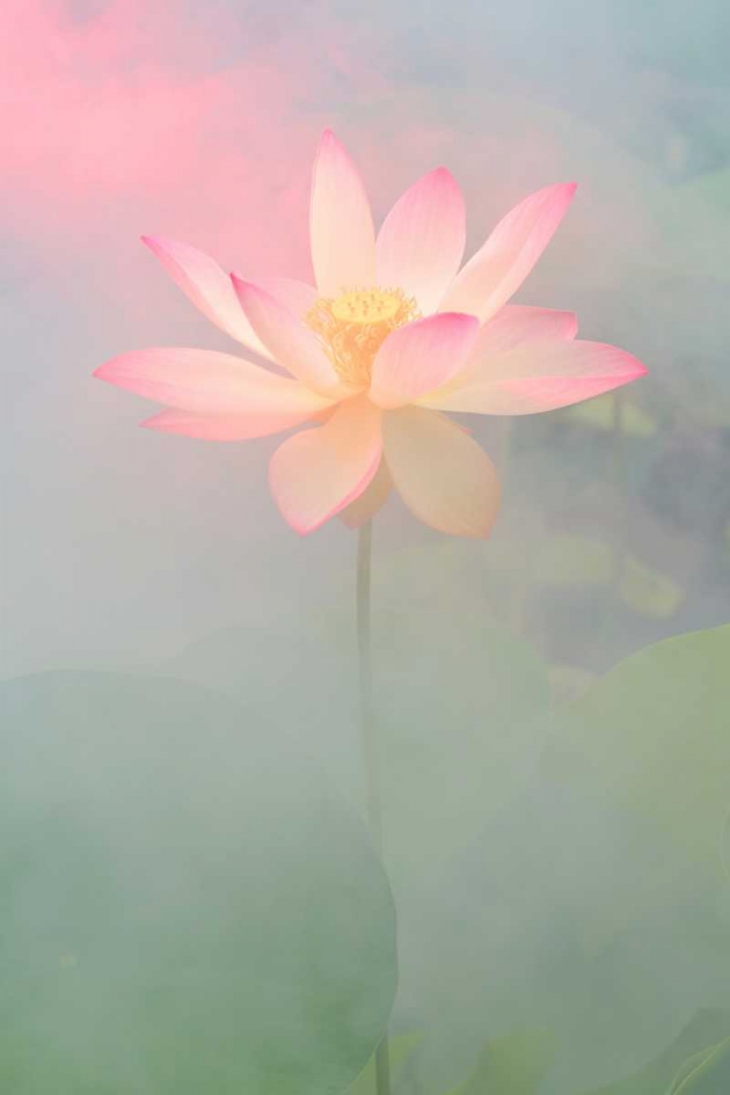 Wall Art Painting id:65434, Name: Pink Passion, Artist: Farzad, Bahman