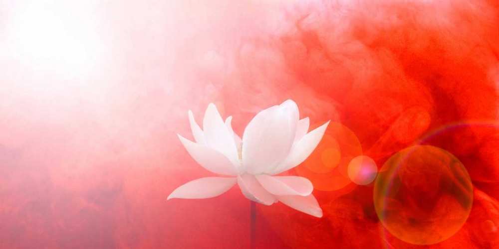 Wall art: Lotus in Flames, by Farzad, Bahman