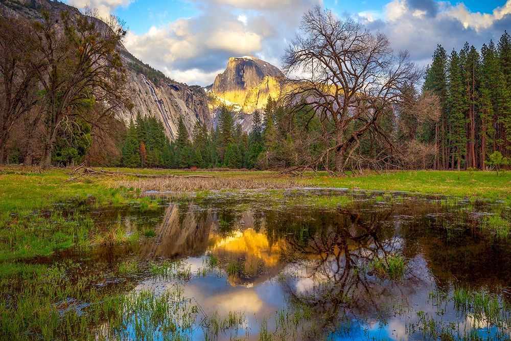 Art Print: A Mothers Tree