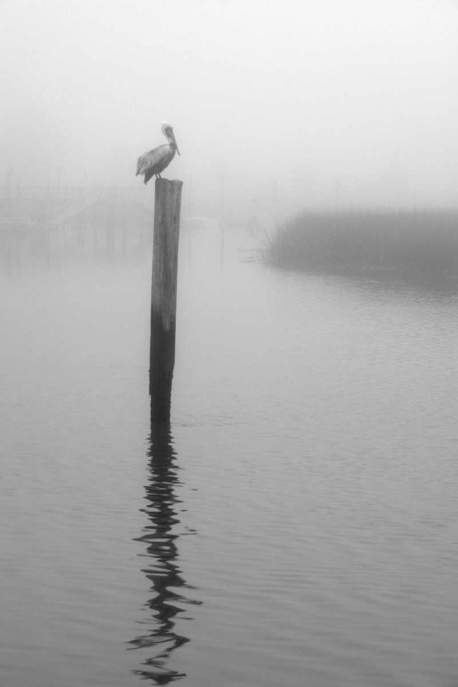 Art Print: On Pelican Marsh