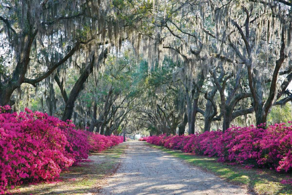 Art Print: Azaleas Bonaventure