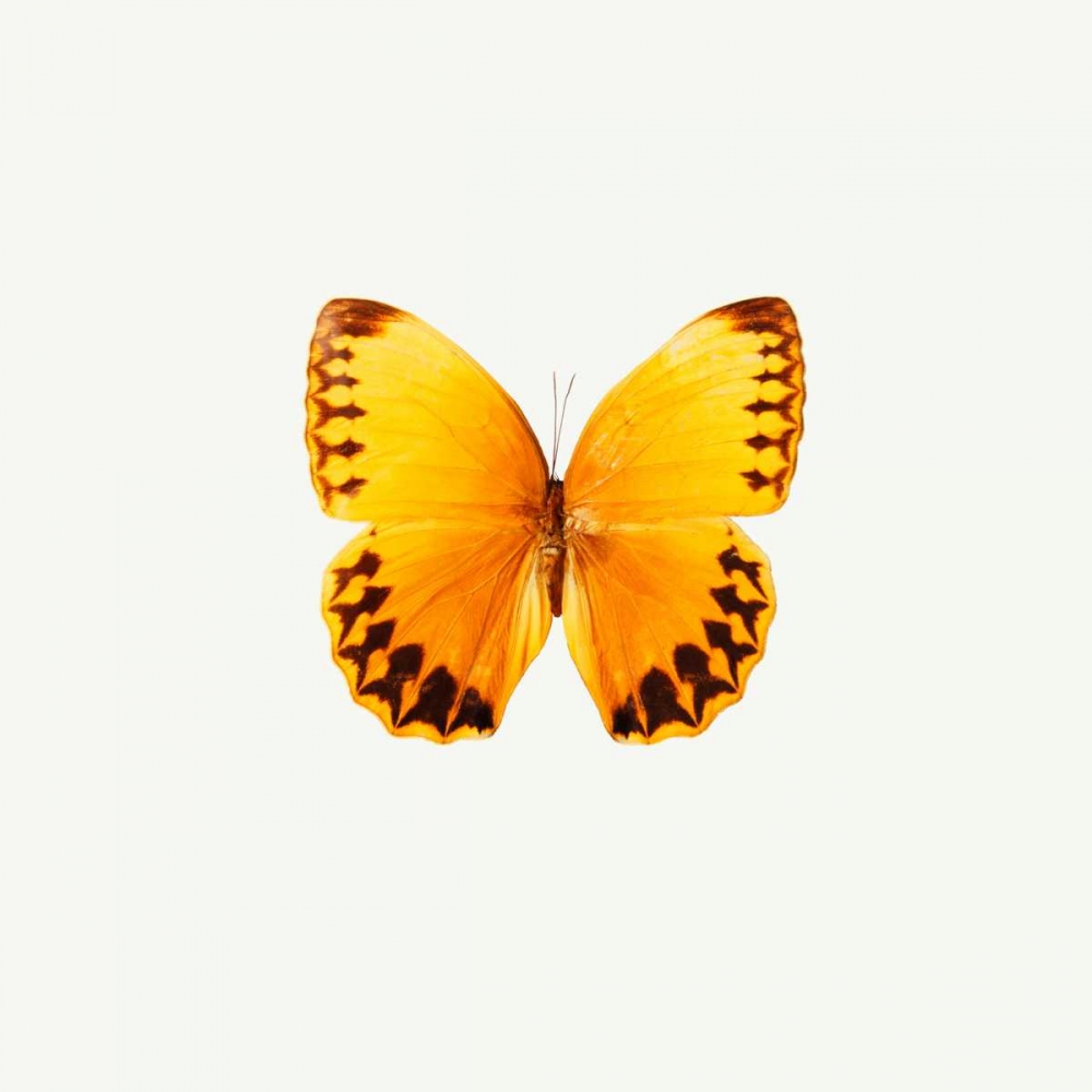 Wall Art Painting id:140222, Name: Yellow Butterfly, Artist: PhotoINC Studio