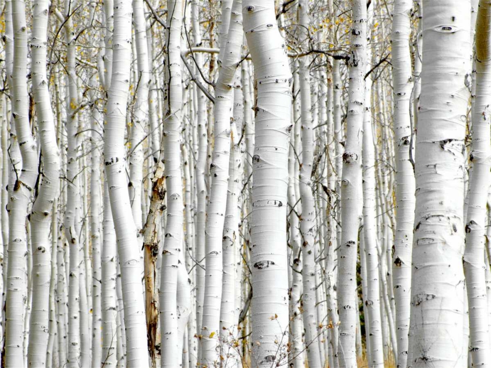 Art Print: Birch Wood