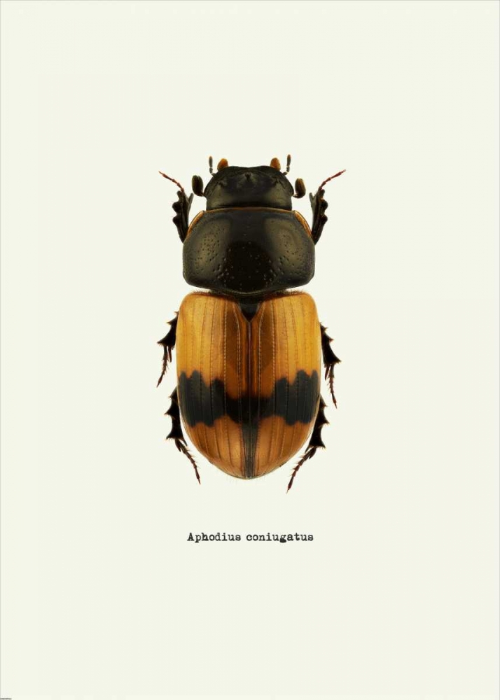 Wall Art Painting id:139846, Name: Beetle Orange, Artist: GraphINC
