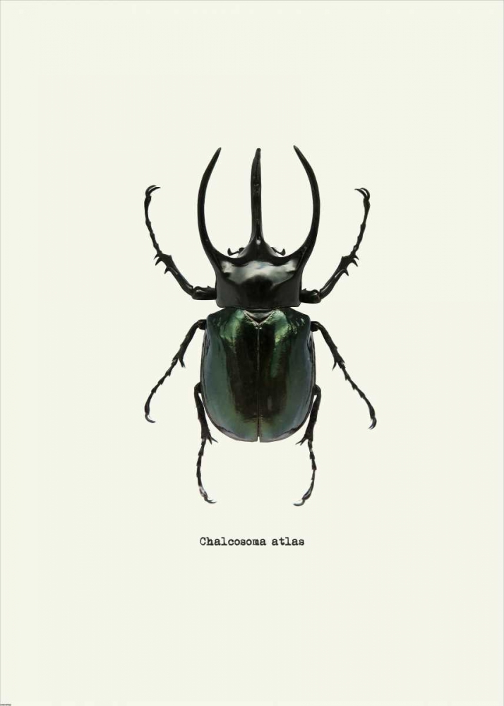 Wall Art Painting id:139844, Name: Beetle Black, Artist: GraphINC