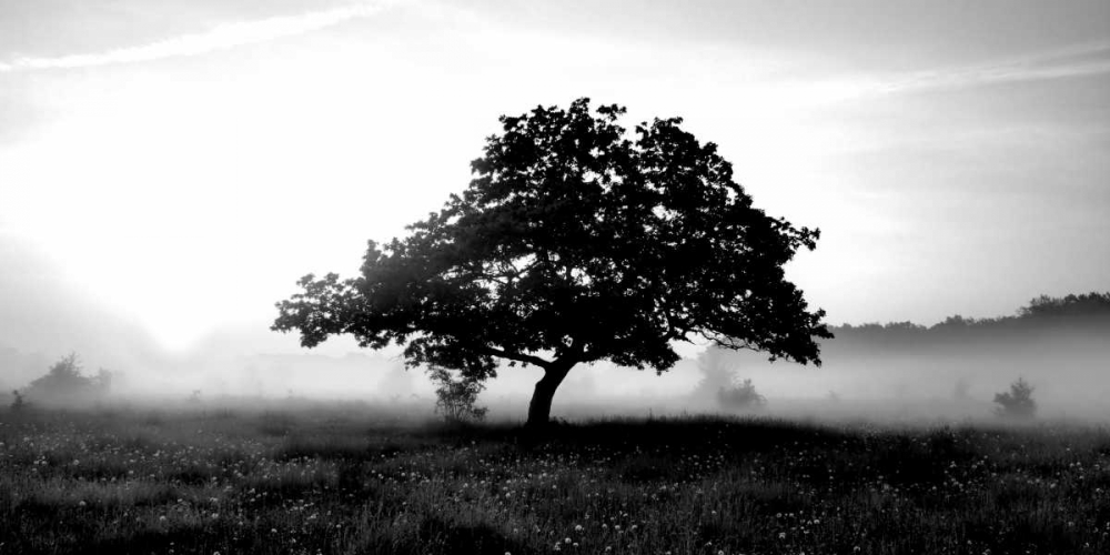 Wall art: Solemn Tree, by PhotoINC Studio