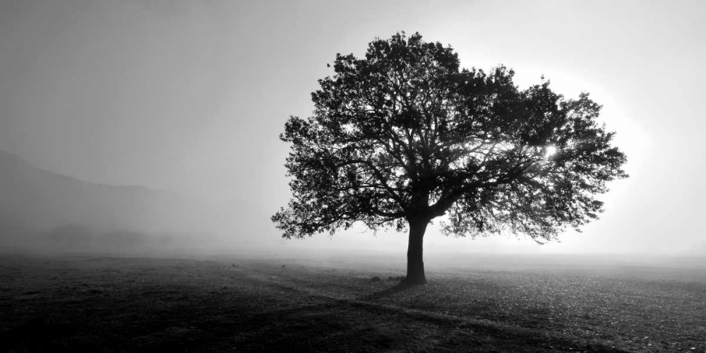 Art Print: Tree in Mist