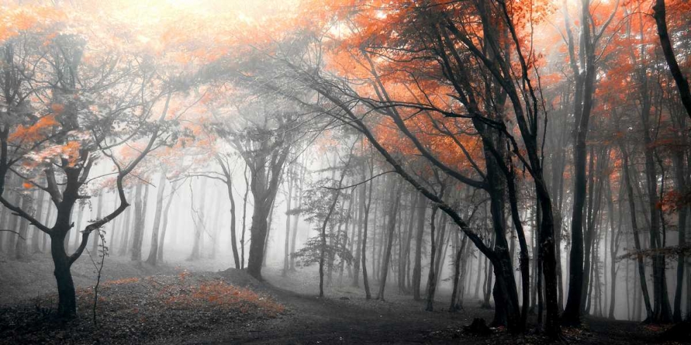 Art Print: Autumn Woods