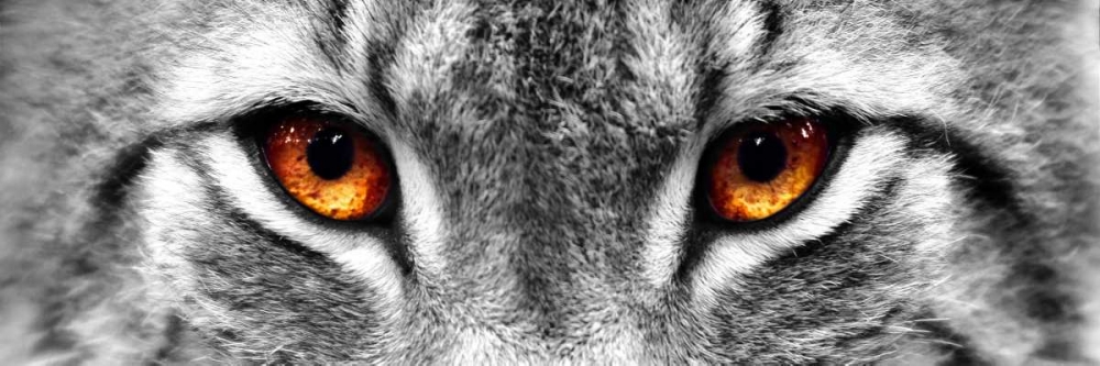 Wall Art Painting id:140142, Name: Lynx, Artist: PhotoINC Studio