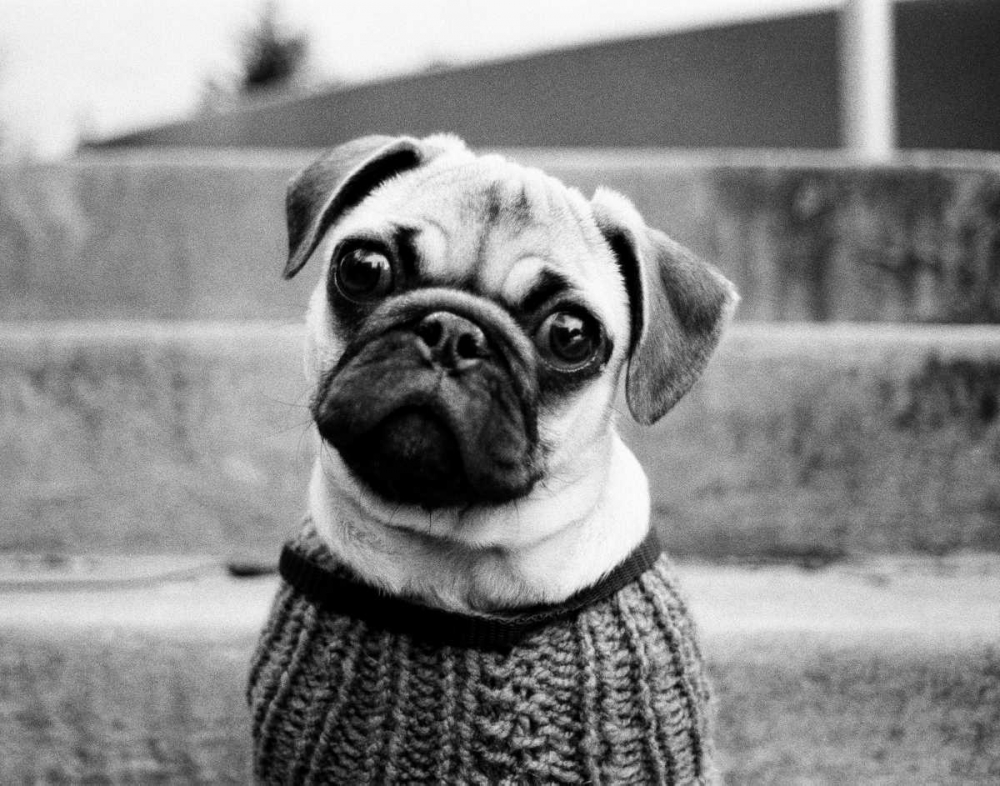 Wall Art Painting id:14975, Name: Cleo, Artist: Levin, Kim