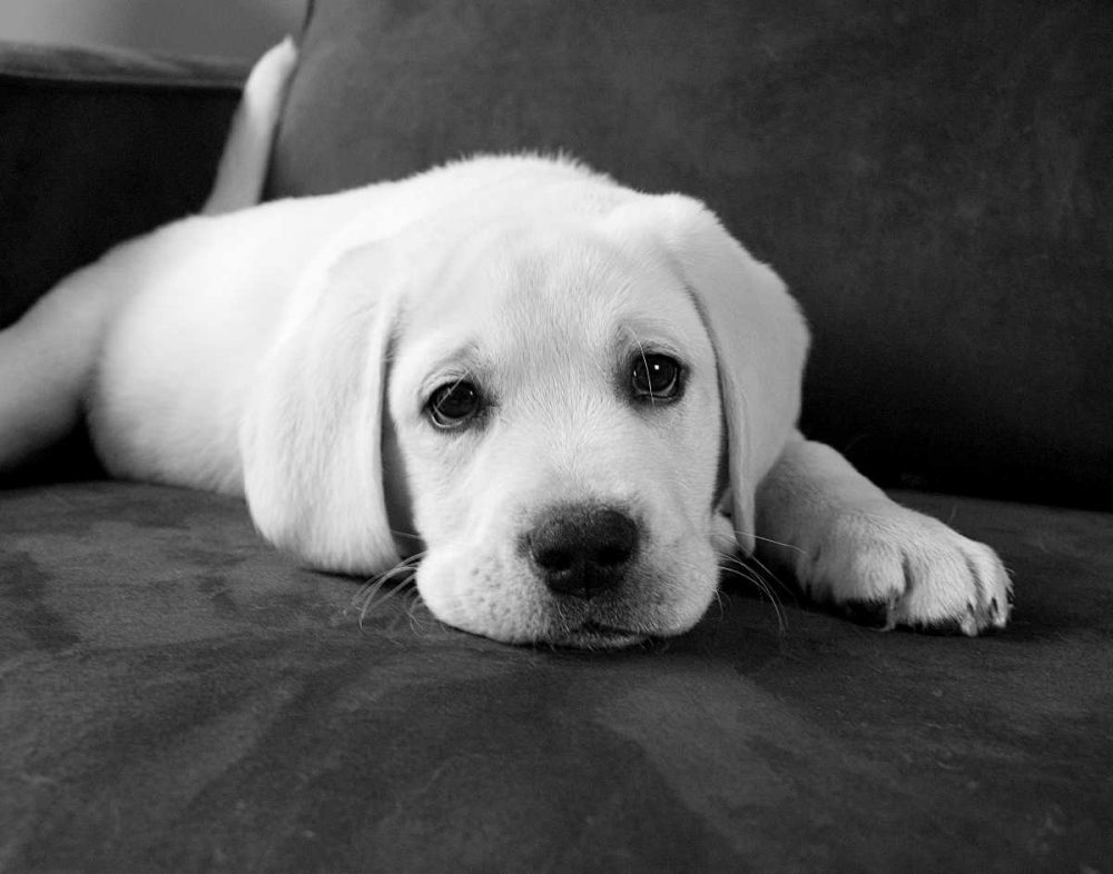 Wall Art Painting id:14976, Name: Finn, Artist: Levin, Kim