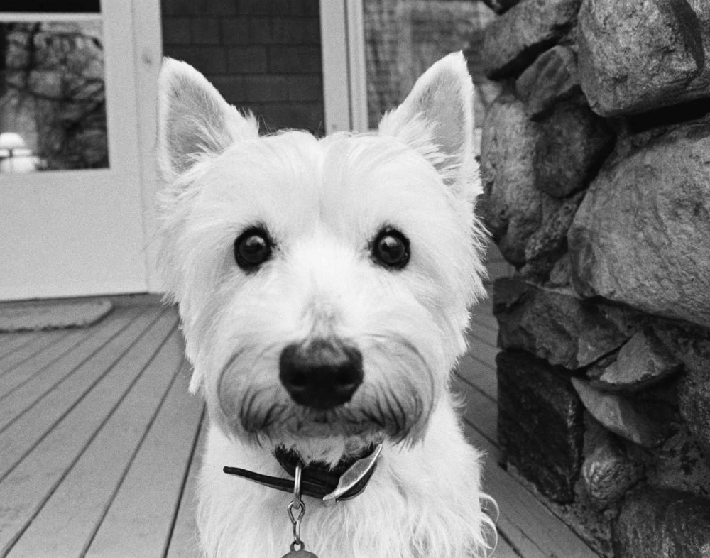 Wall Art Painting id:14978, Name: Rosie, Artist: Levin, Kim