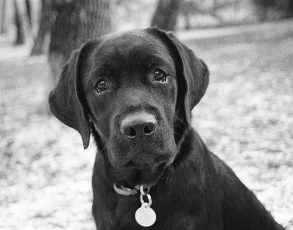 Wall Art Painting id:14979, Name: Zoey, Artist: Levin, Kim