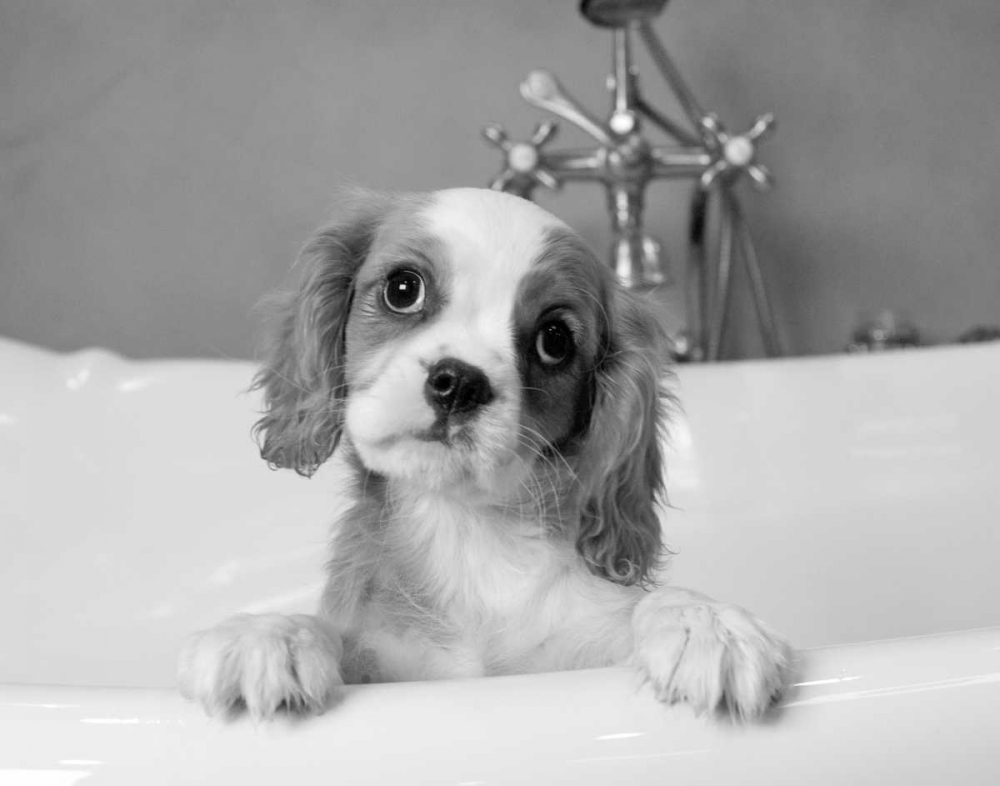 Wall Art Painting id:13617, Name: Lulu, Artist: Levin, Kim