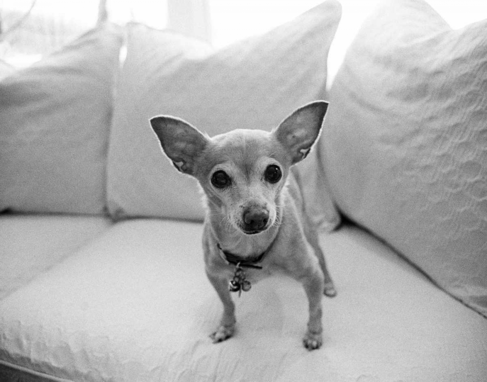 Wall art: Sweetpea, by Levin, Kim