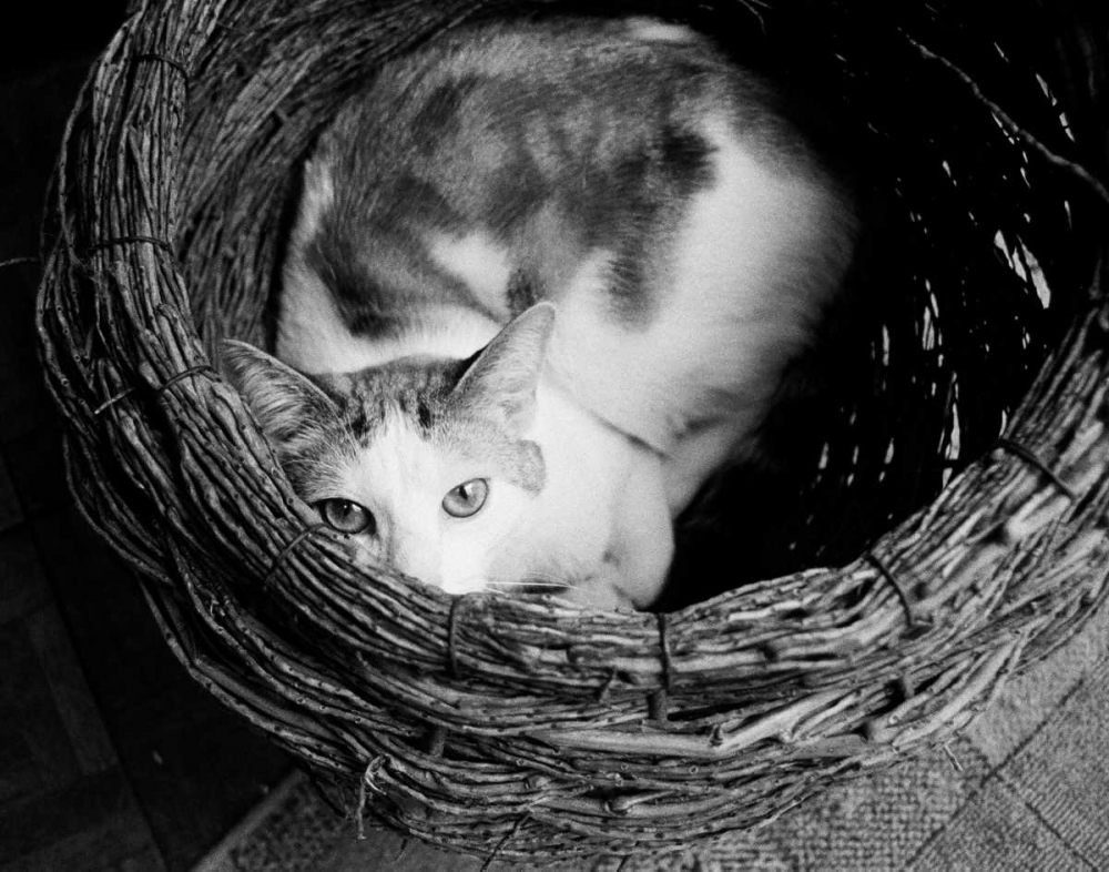 Wall Art Painting id:13619, Name: Picasso, Artist: Levin, Kim