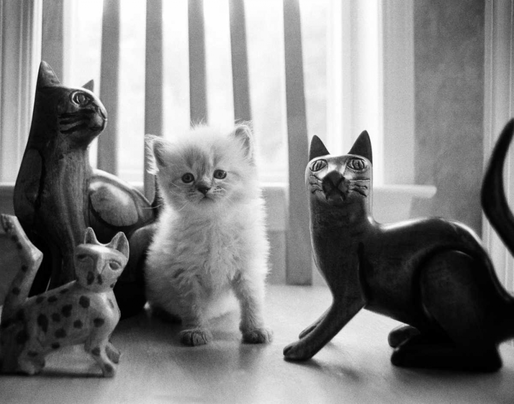 Wall Art Painting id:13620, Name: Ragdoll Kitten, Artist: Levin, Kim