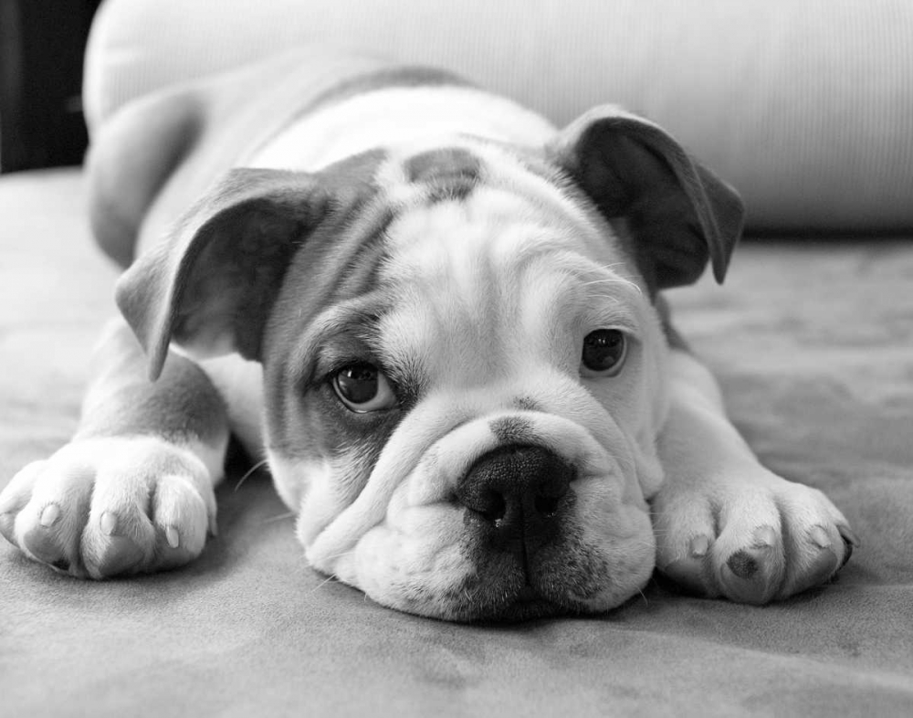 Wall Art Painting id:33035, Name: Bodhi, Artist: Levin, Kim