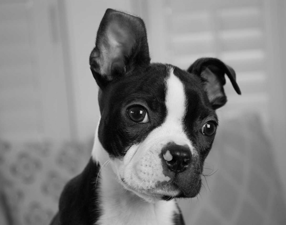 Wall Art Painting id:33036, Name: Hugo the Thinker, Artist: Levin, Kim