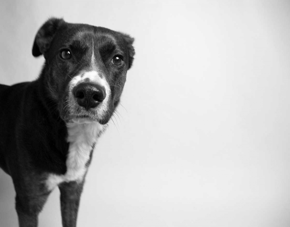 Wall Art Painting id:33037, Name: Reilly, Artist: Levin, Kim