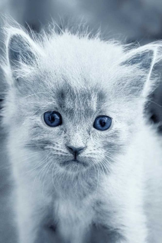 Art Print: Blue Kitty
