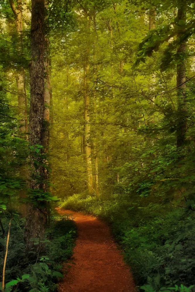 Art Print: Fairytale Path