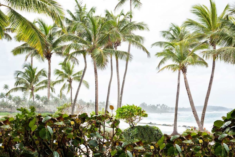 Art Print: After the Dorado Rain