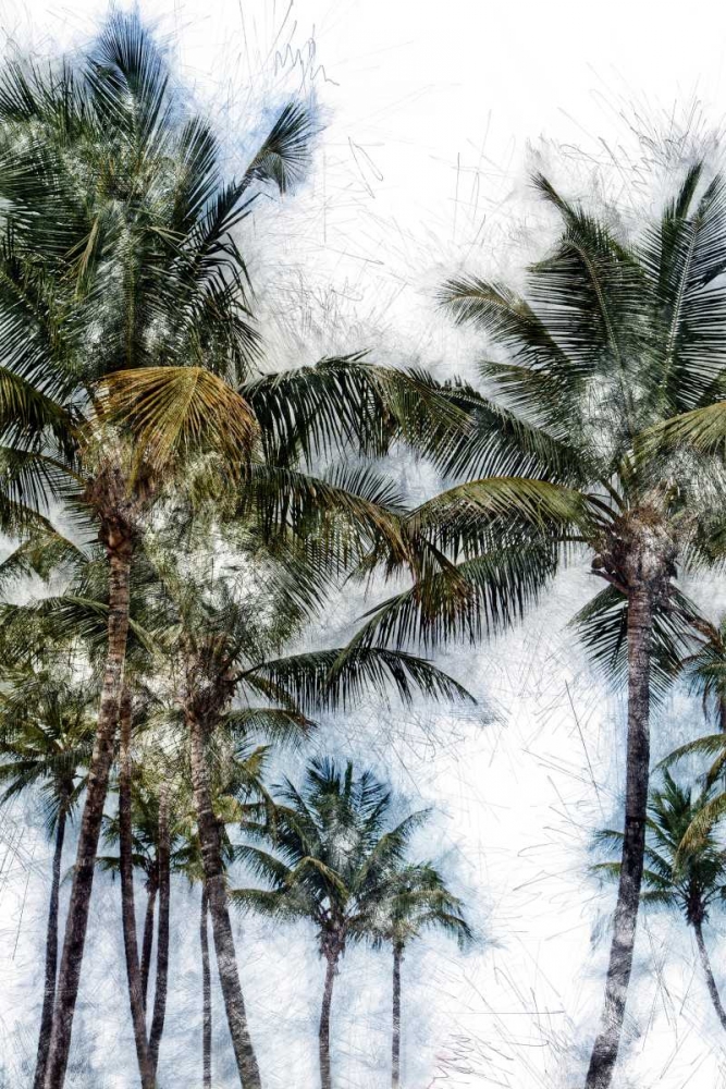 Art Print: Dorado Palms 2